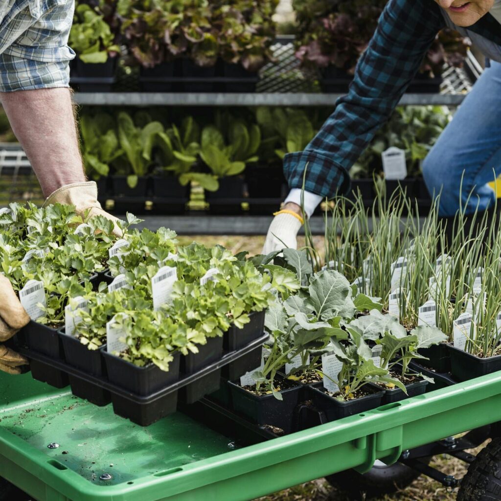 plantes saisonnières