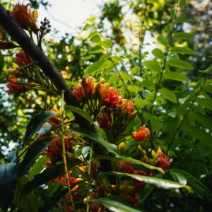 arbres spéciaux et diversifiés